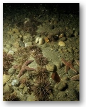 Purple urchins and common sea stars