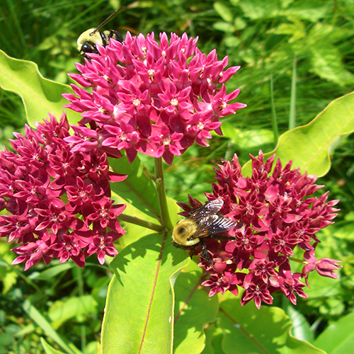 Purple milkweed, a special concern plant.