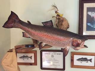 State record rainbow trout