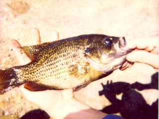 State record rock bass