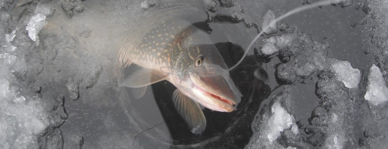 Northern Pike being brought in through the ice.