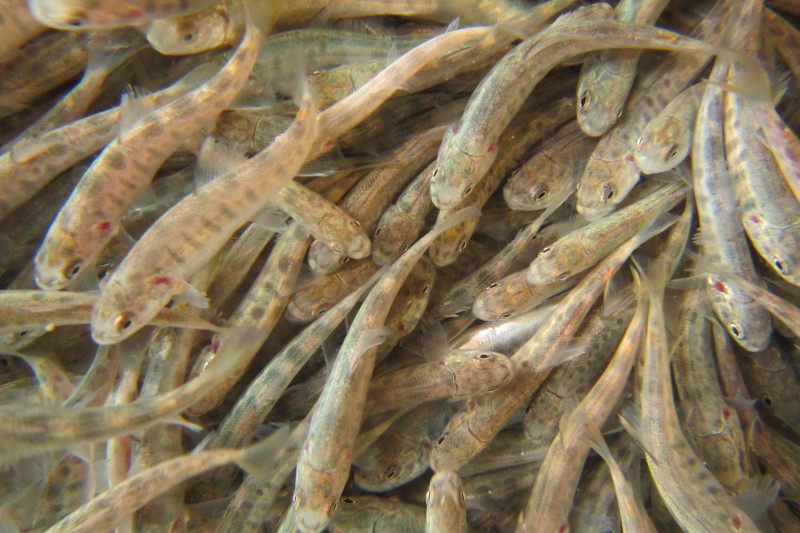  brown trout fry