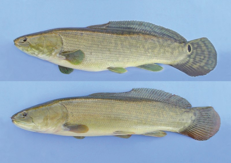 Male and female bowfins.