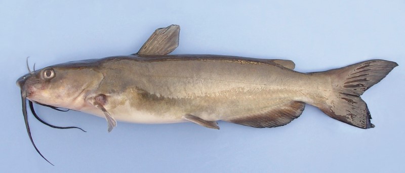 The Channel Catfish Ictalurus Punctatus, Invasive Species in Spain