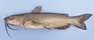 47 cm channel catfish.
