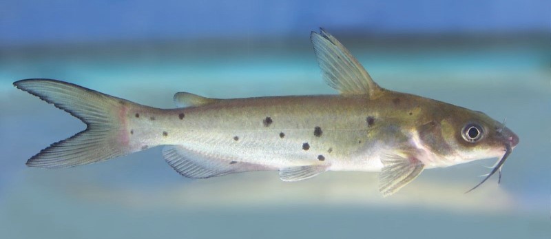 Juvenile channel catfish.