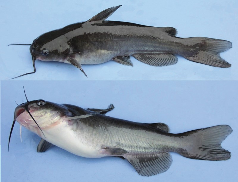 black and white catfish