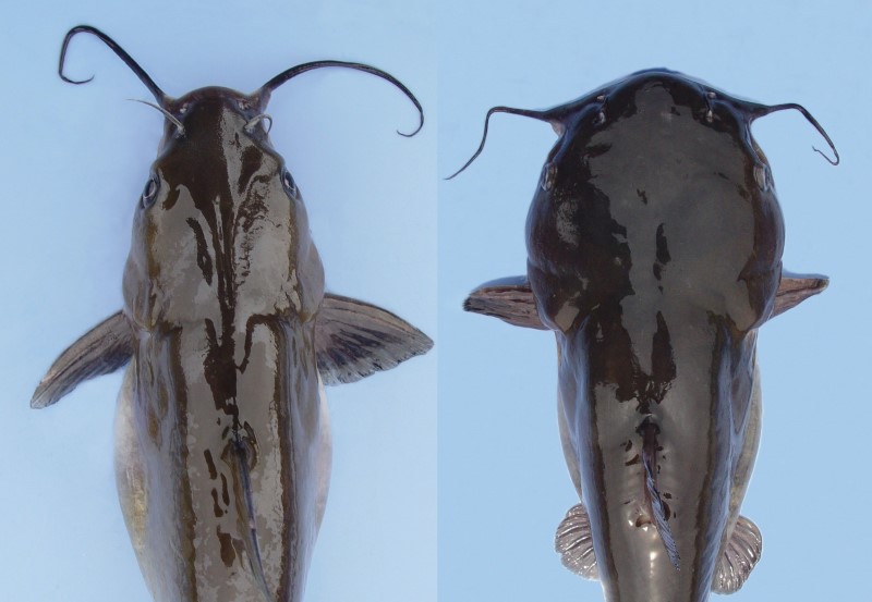 Channel catfish and white catfish comparison shot from above.