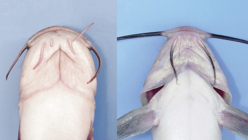 White catfish and channel catfish underside comparison photo.