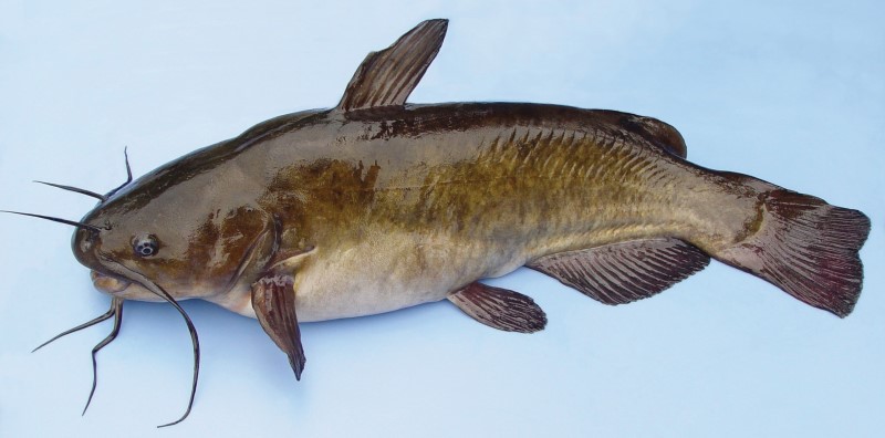 Bullhead catfish sale care