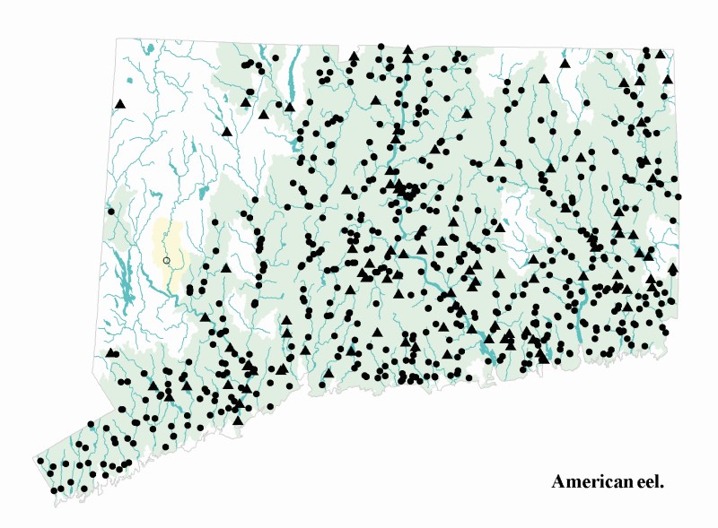 American eel distribution map.