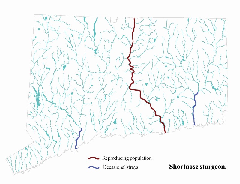 Shortnose sturgeon distribution map.