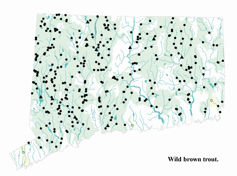 Wild brown trout distribution map.