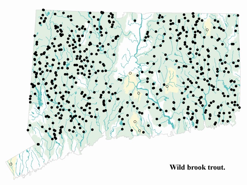 Wild brook trout distribution map.