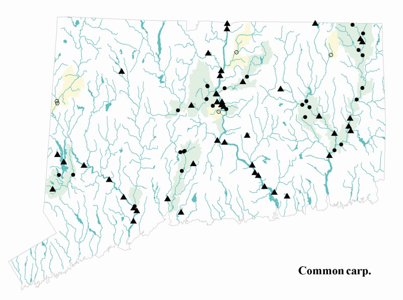 Common carp distribution map.