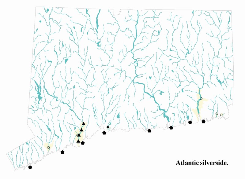 Atlantic silverside distribution map.