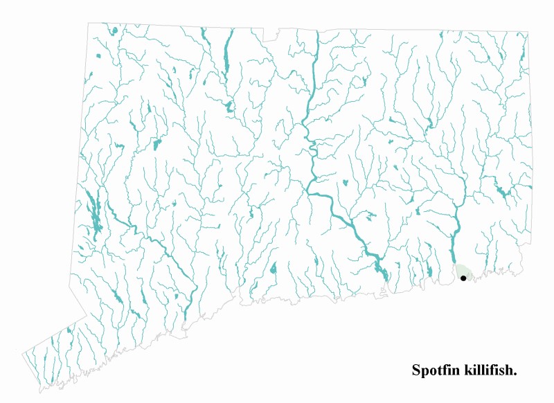 Spotfin killifish distribution map.