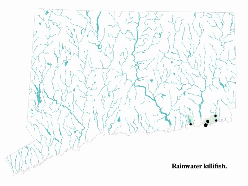 Rainwater killifish distribution map.