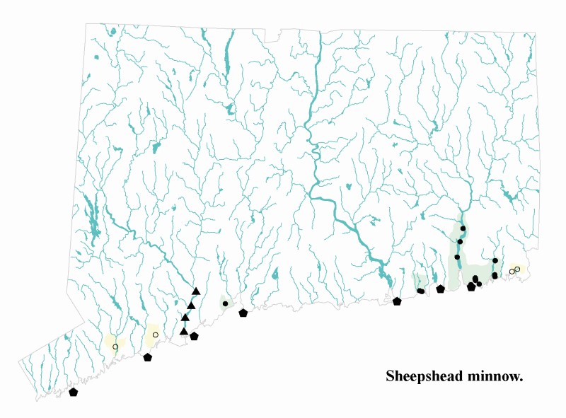 Sheepshead minnow distribution map.