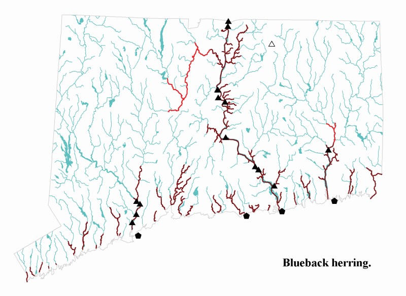 Blueback herring distribution map.