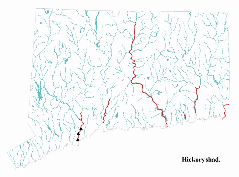 Hickory shad distribution map.