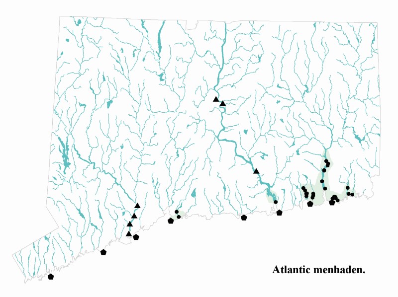 Atlantic menhaden distribution map.