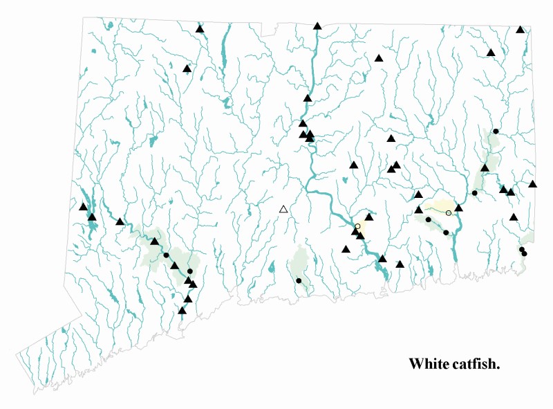 White catfish distribution map.
