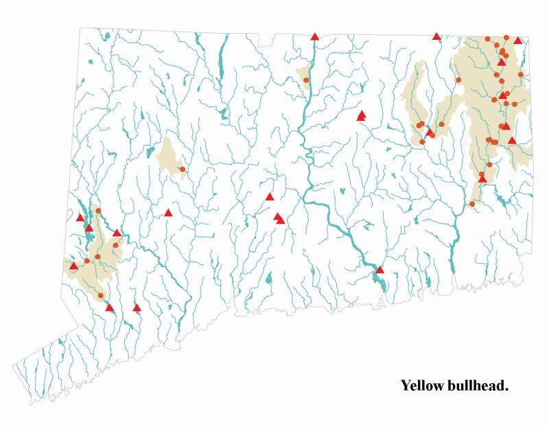 Yellow bullhead distribution map.