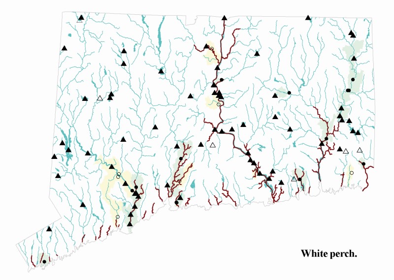 White perch distribution map.