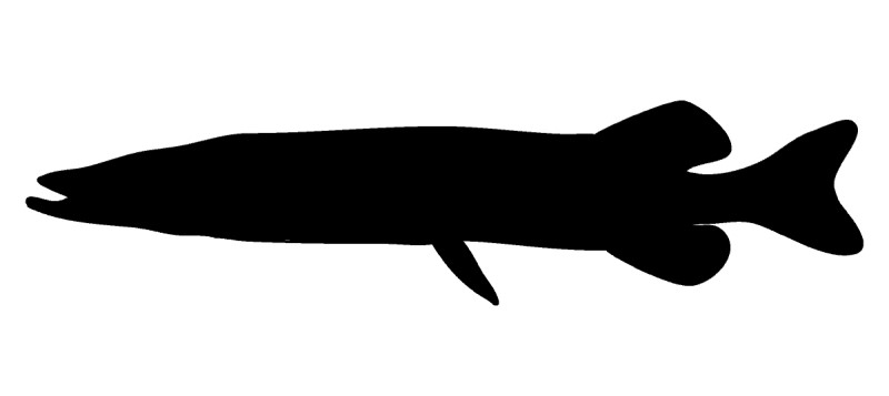 Pike and pickerel silhouette.