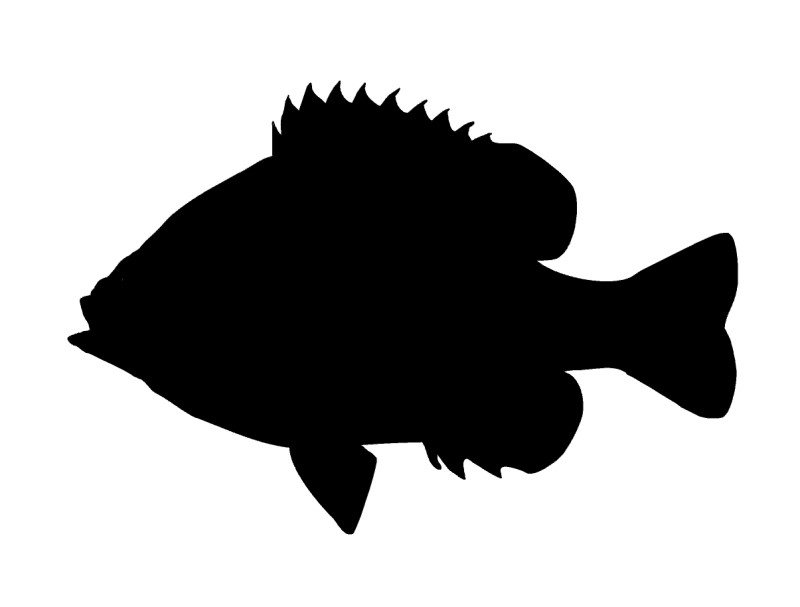 Sunfishes and freshwater basses silhouette.