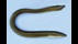 A 15-inch American eel.