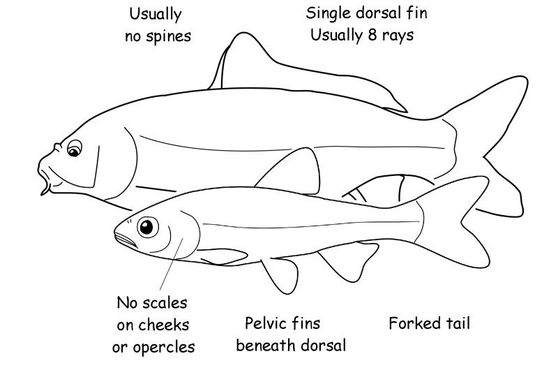 Minnow and carp characteristics. 
