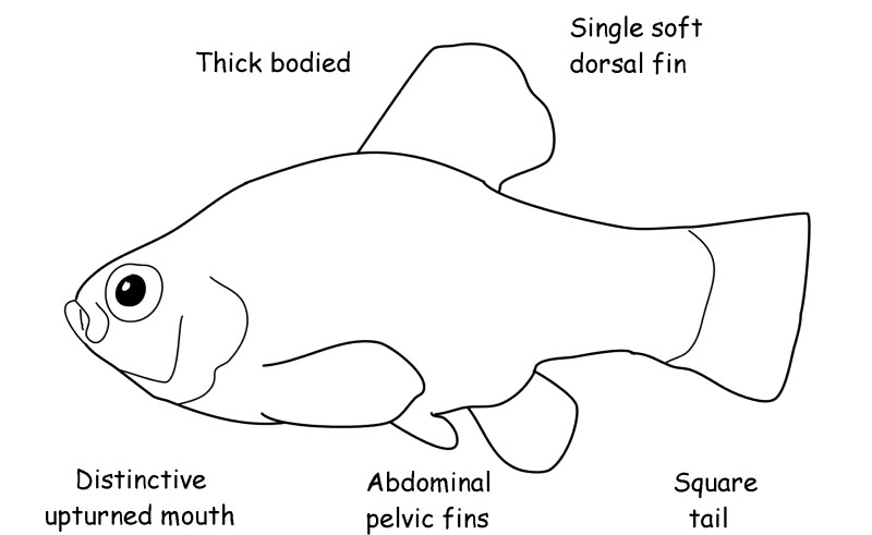 Pupfish characteristics.