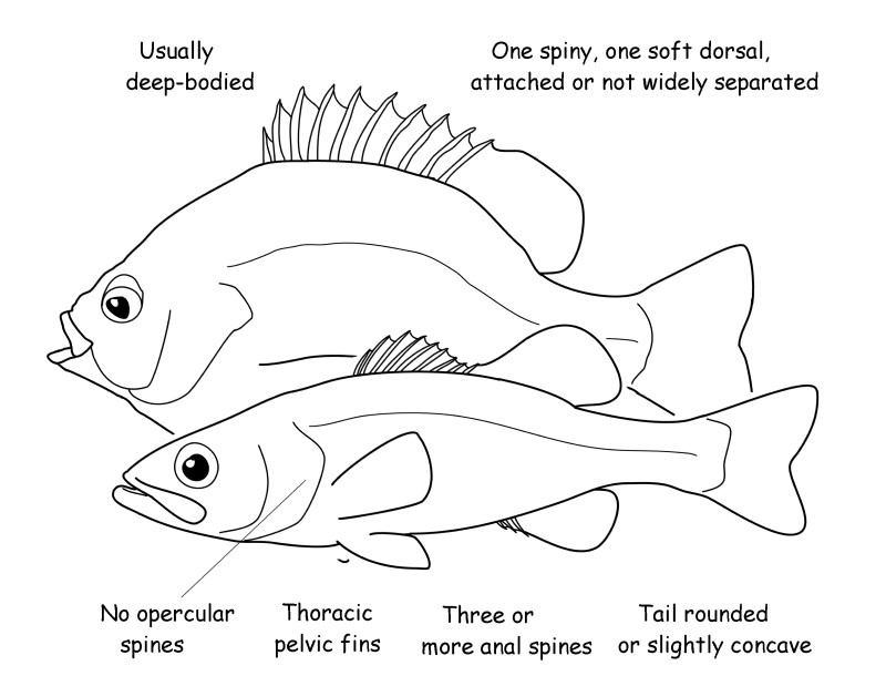 Sunfish and freshwater bass characteristics. 
