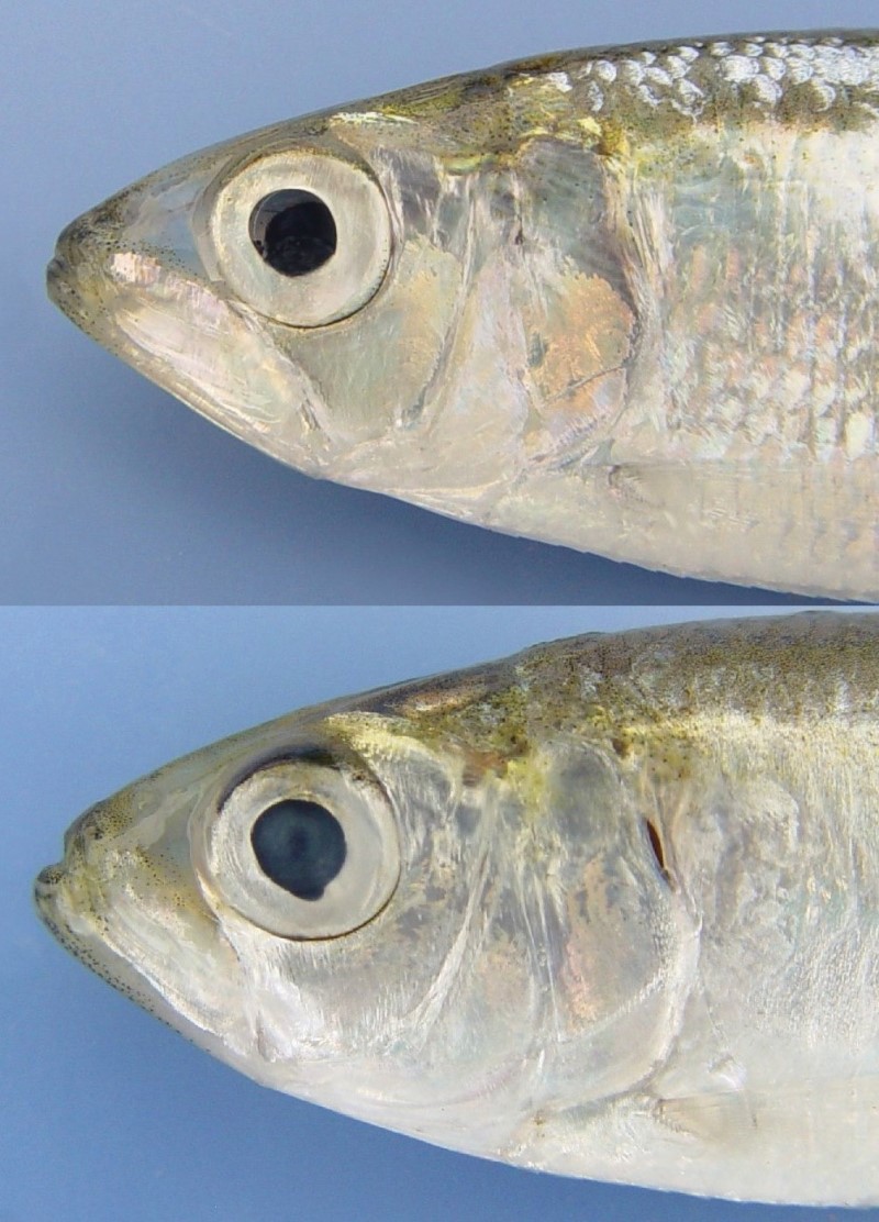 American shad blueback herring comparison.