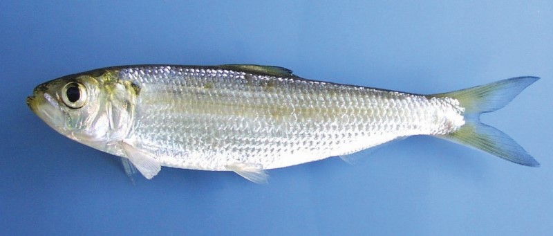Blueback herring.