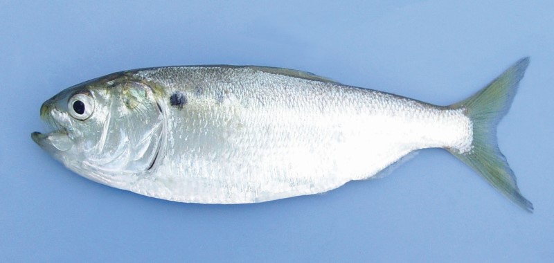 menhaden fish