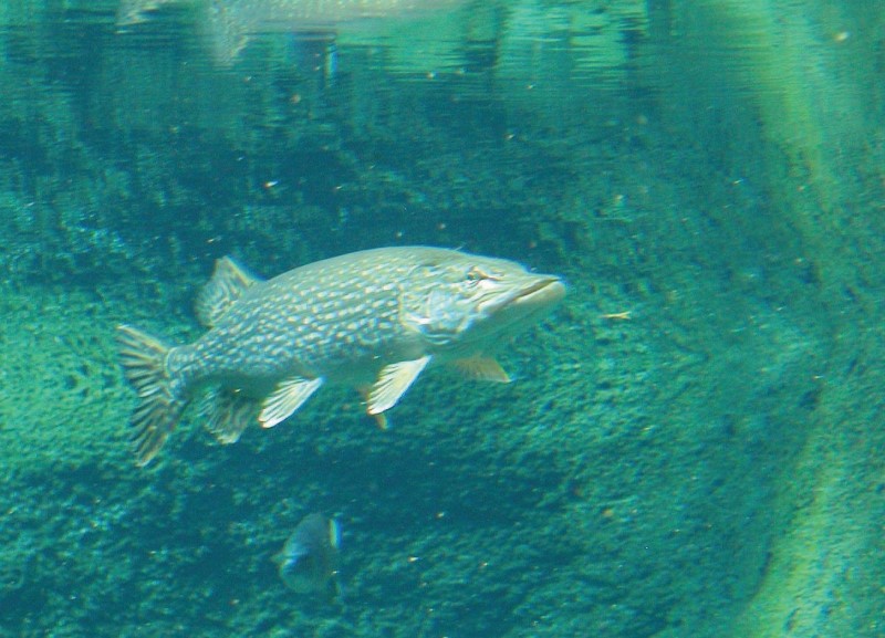 Peggy Jacobs photo of a Northern Pike.
