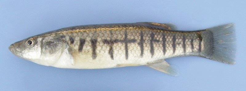 11 cm male striped killifish.