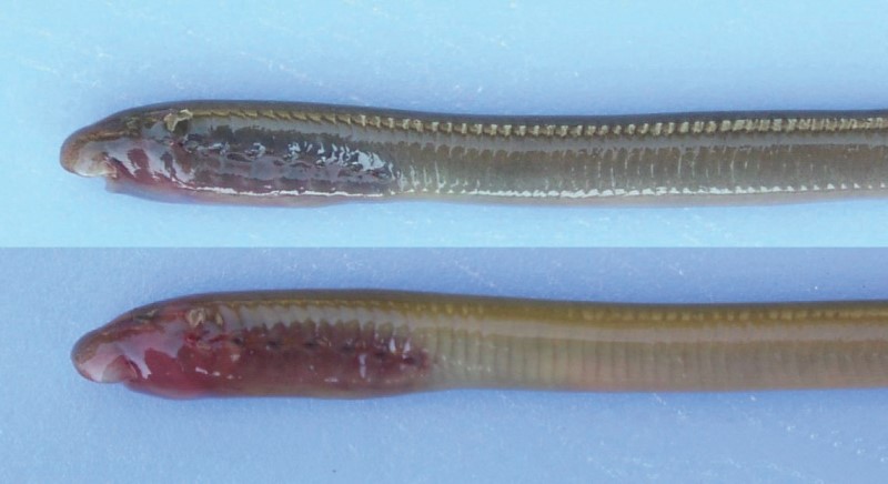 Juvenile sea lamprey and brook lamprey up close.