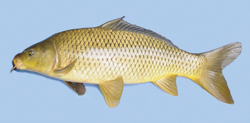 Common carp.