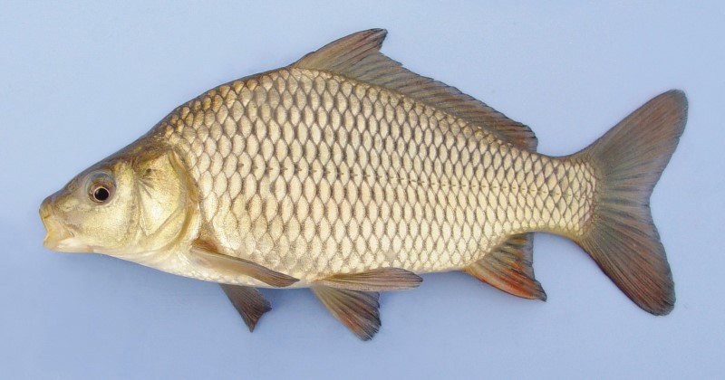 Juvenile common carp.