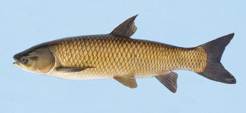 Grass Carp