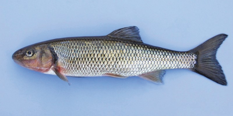 Prespawn male fallfish.