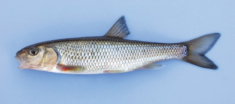 16 cm fallfish.