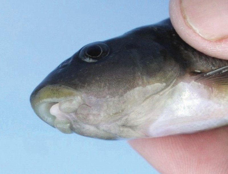 Mouth of cutlips minnow.