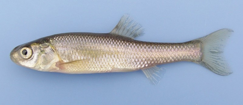 7 cm fathead minnow.