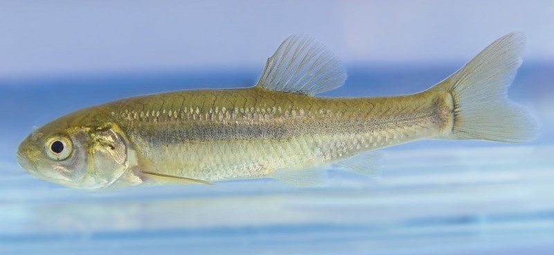  Svømming fathead minnow.