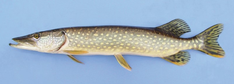 Northern pike online